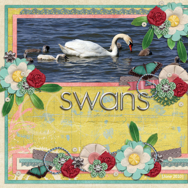 Swans
