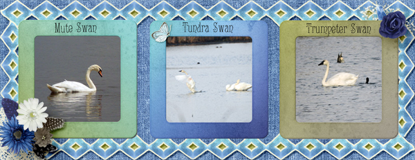 Swans