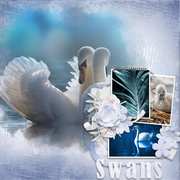 Swans