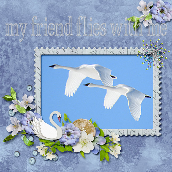 swans_small1
