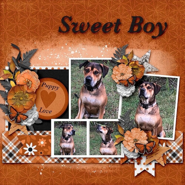 Sweet Boy