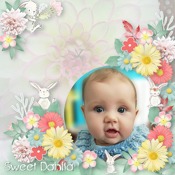 Sweet Dahlia