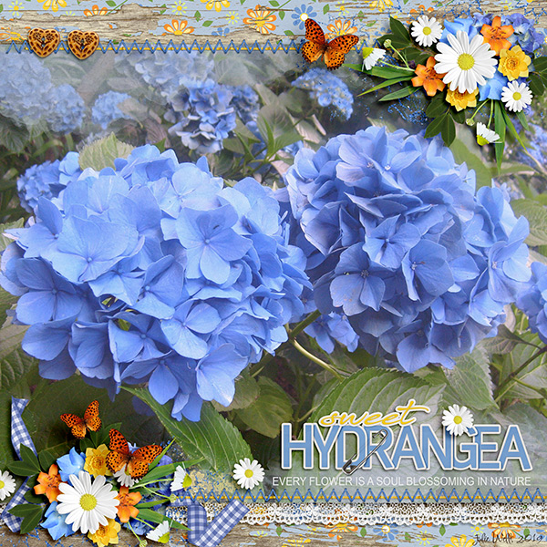 sweet hydrangea