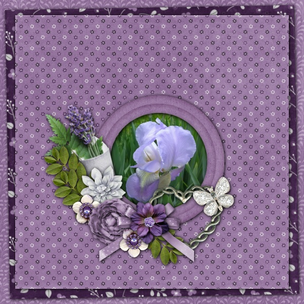 Sweet Iris