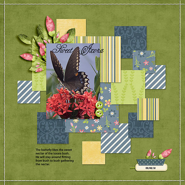 Sweet Ixora