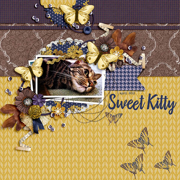 sweet kitty