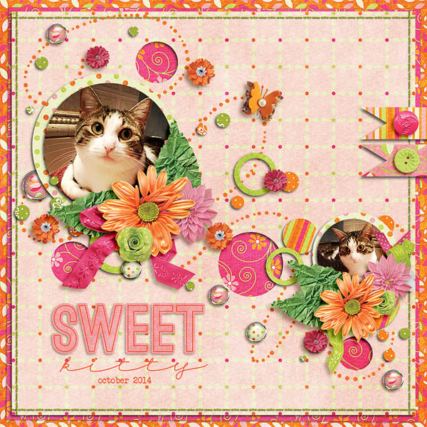 sweet kitty