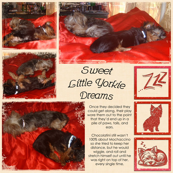 Sweet Little Yorkie Dreams