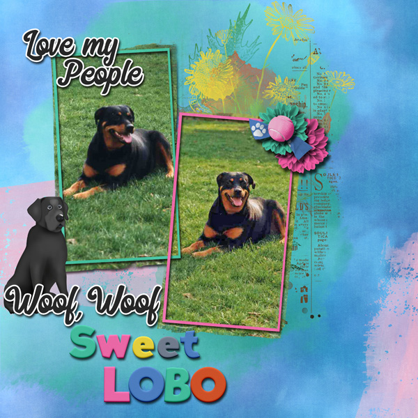 Sweet Lobo