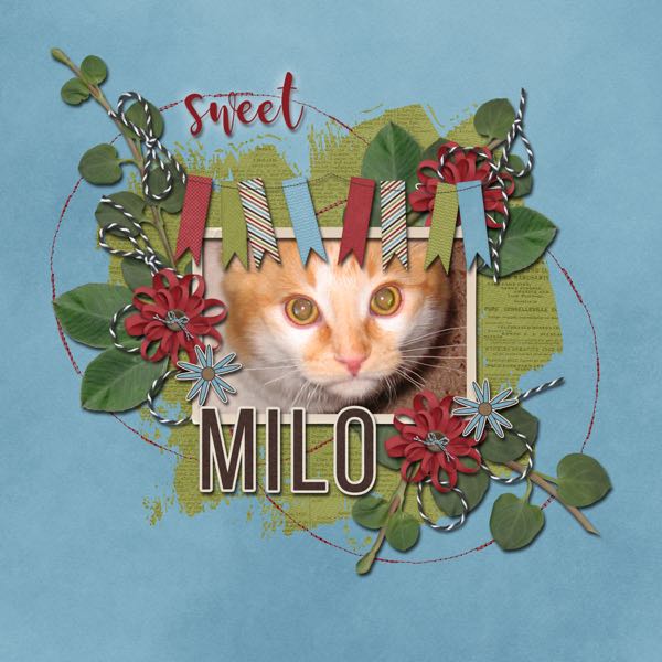 Sweet Milo