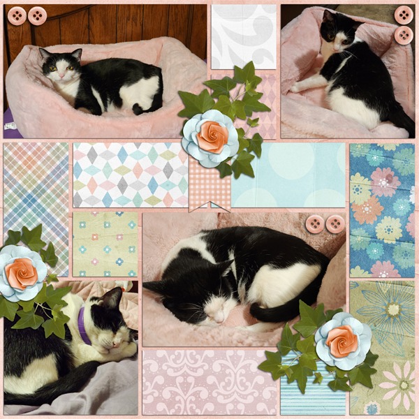 Sweet Pea