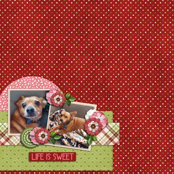 Sweet Pup