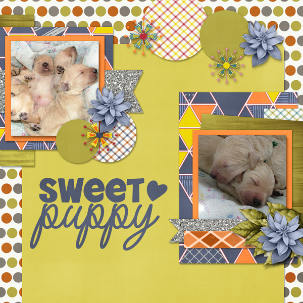 Sweet Puppy
