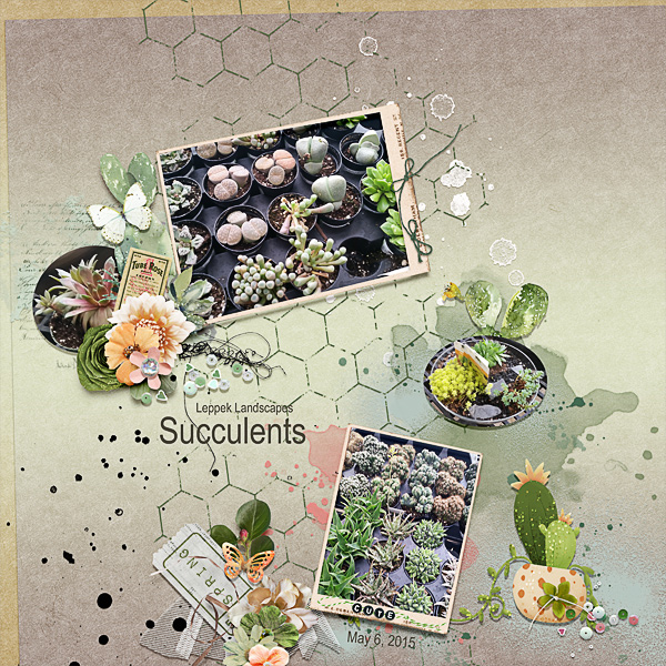 Sweet Succulents