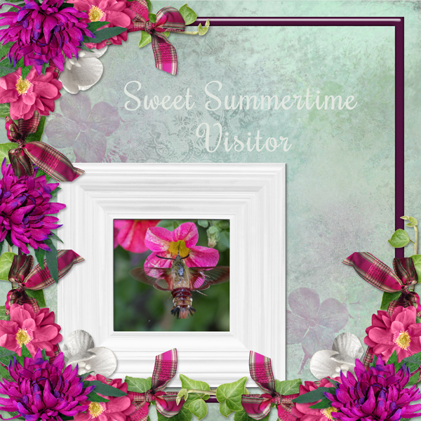 Sweet Summertime Visitor