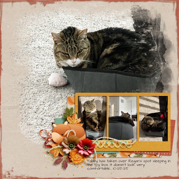 Tabby box