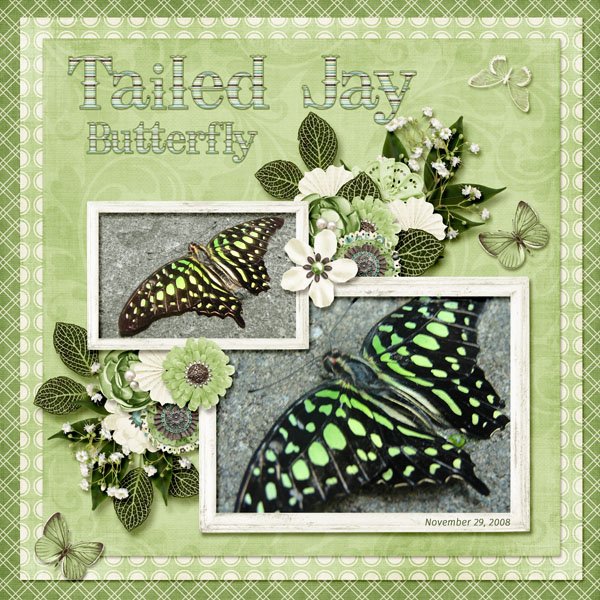 Tailed Jay Butterfly small.jpg