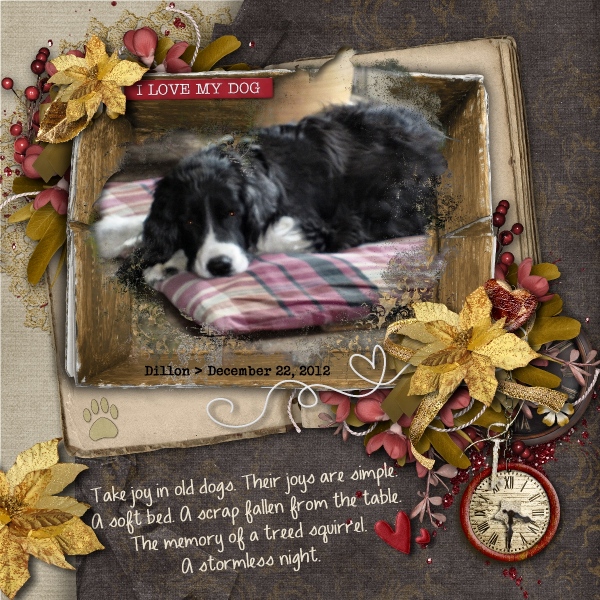Take Joy in Old Dogs