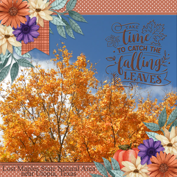 Take time to catch the falling Leaves