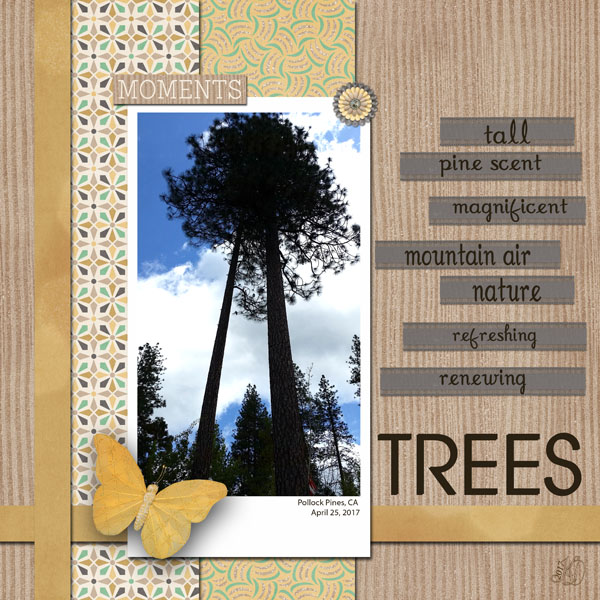 Tall pines