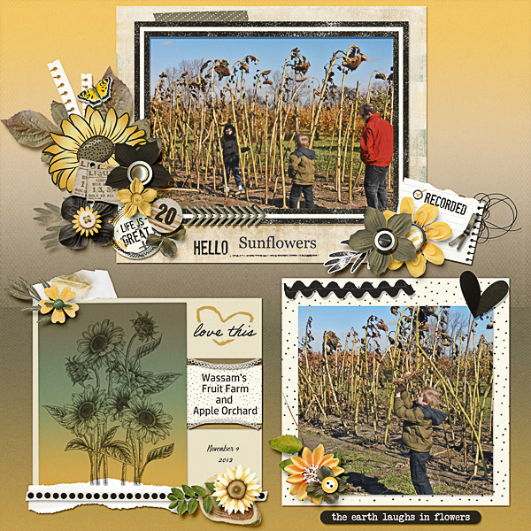 Tall Sunflowers