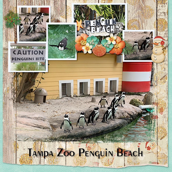 Tampa Zoo Penguins
