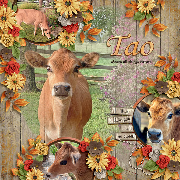 Tao