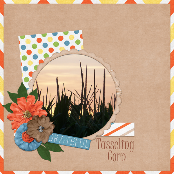 Tasseling Corn