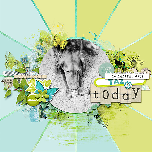Taz Today
