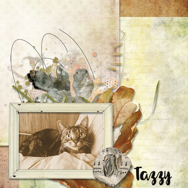 Tazzy