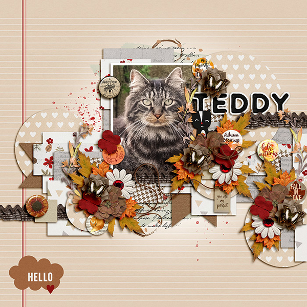 Teddy