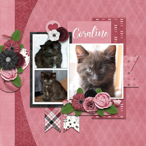 Template Bundle August 2020 - Paint Chips - Cabaret
