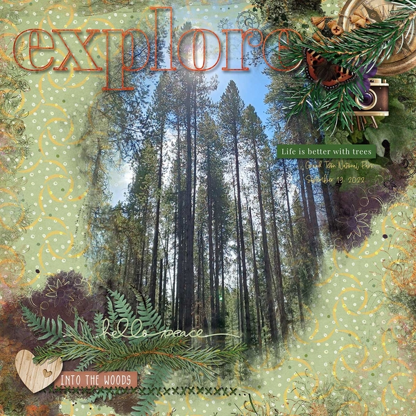 Tetons Forest Walking