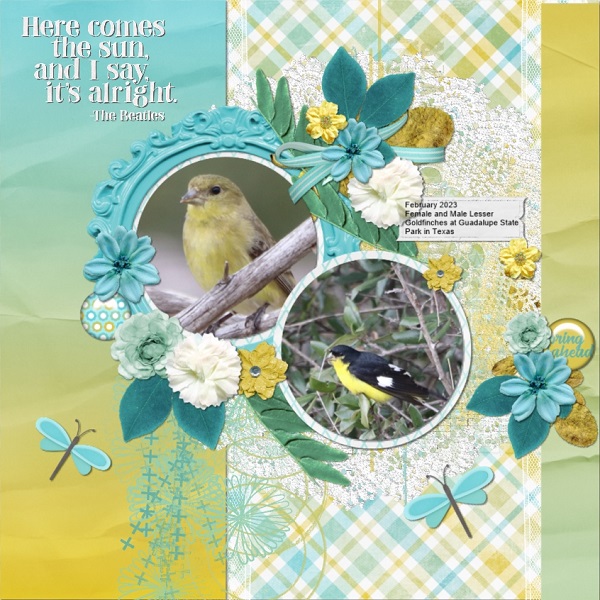 Texan Birds
