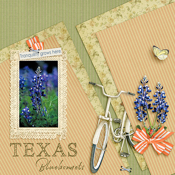 Texas Bluebonnets