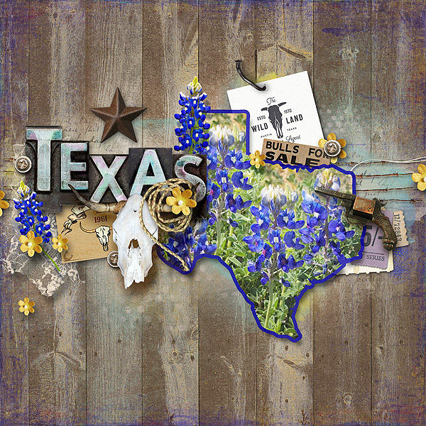 Texas bluebonnets