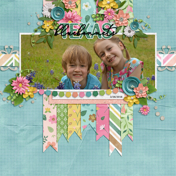 Texas Bluebonnets