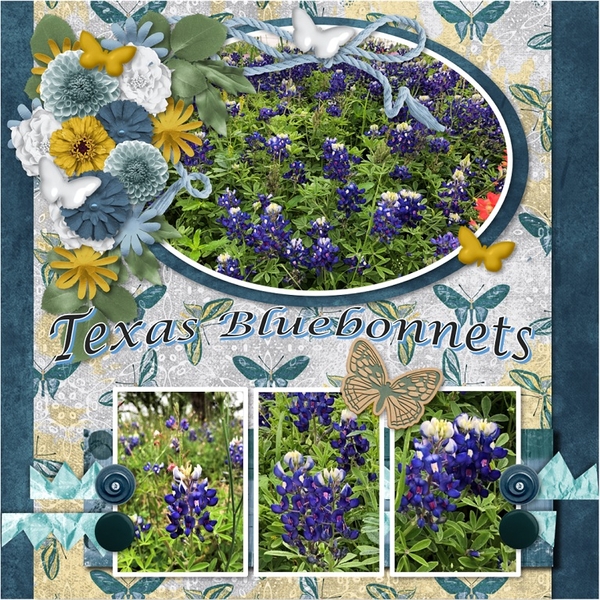 Texas Bluebonnets
