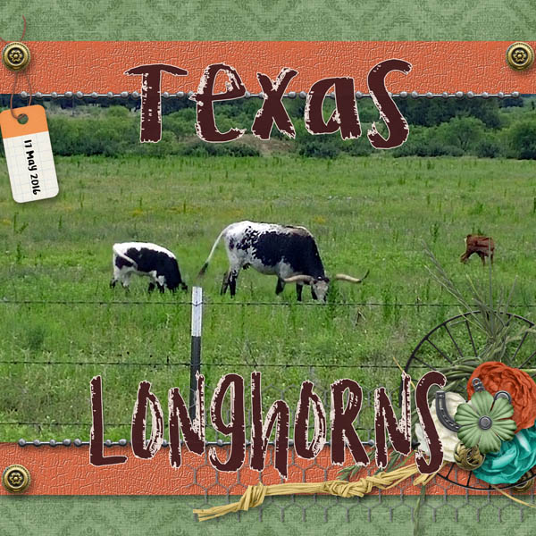 Texas Longhorns
