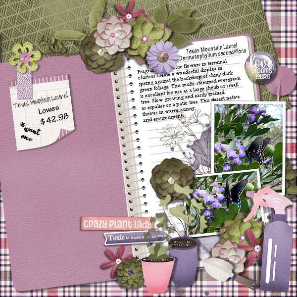 Texas Mountain Laurel