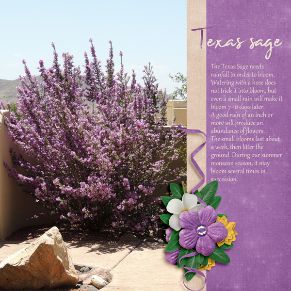 Texas Sage - Aug DDL challenge