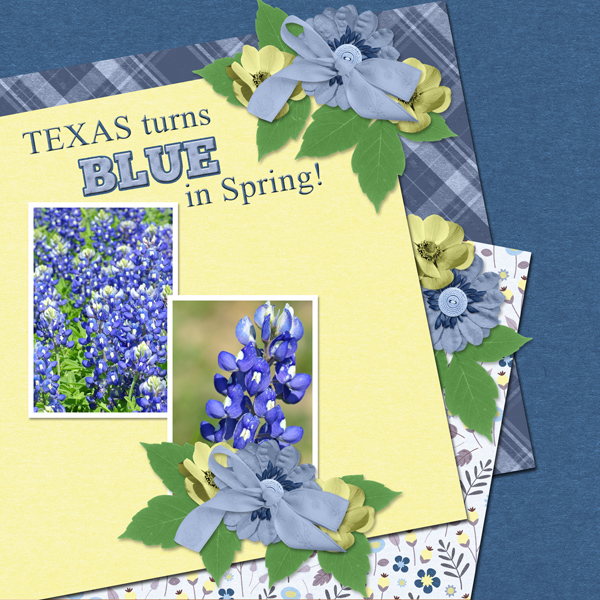 Texas turns BLUE in Spring!