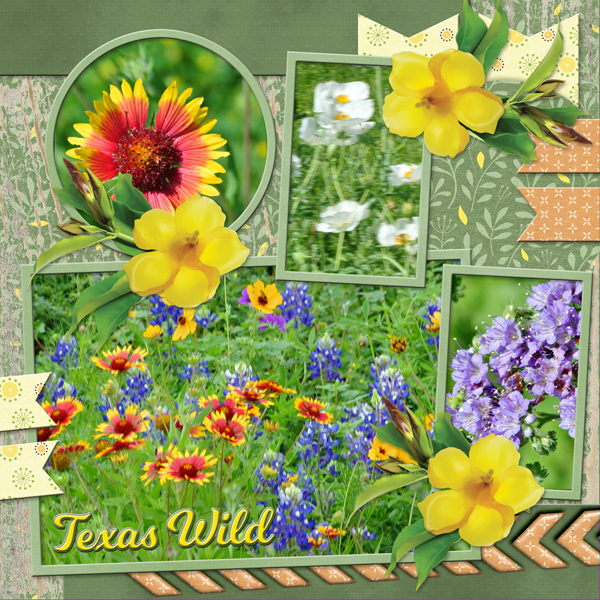 Texas Wild