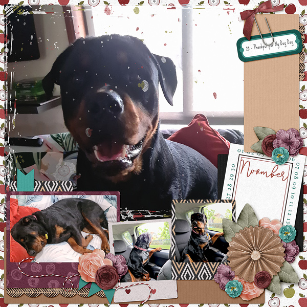 Thankful for my Dog