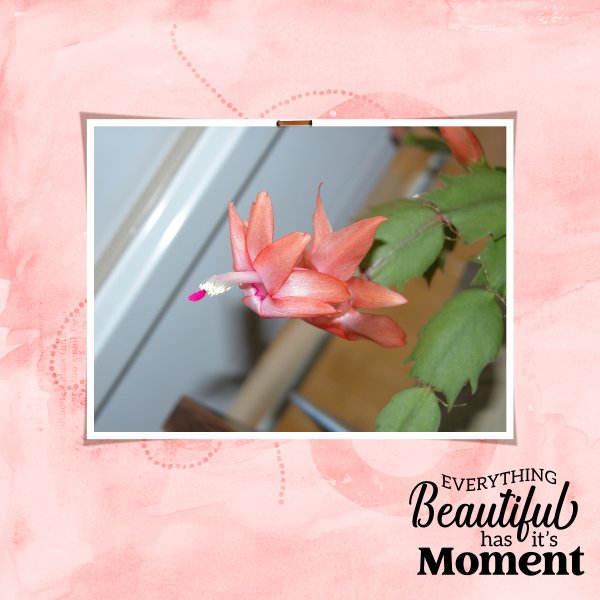 Thanksgiving Cactus Beauty