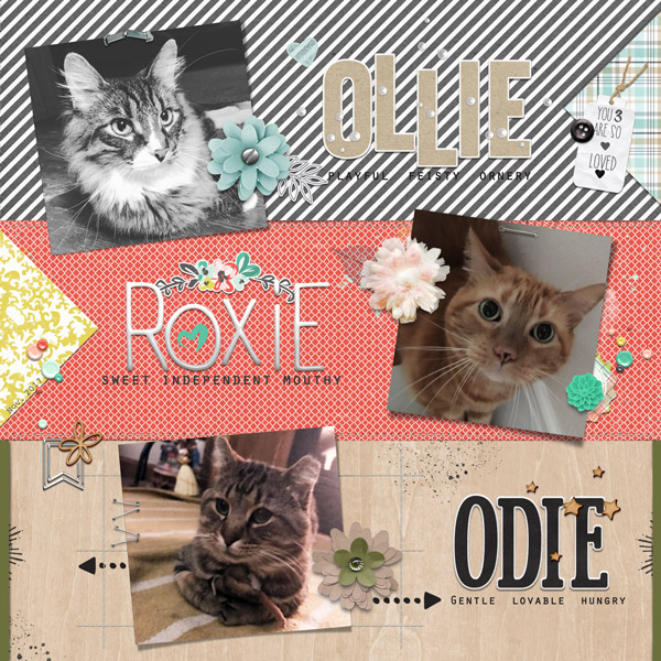 The 3 Cats | November 2017