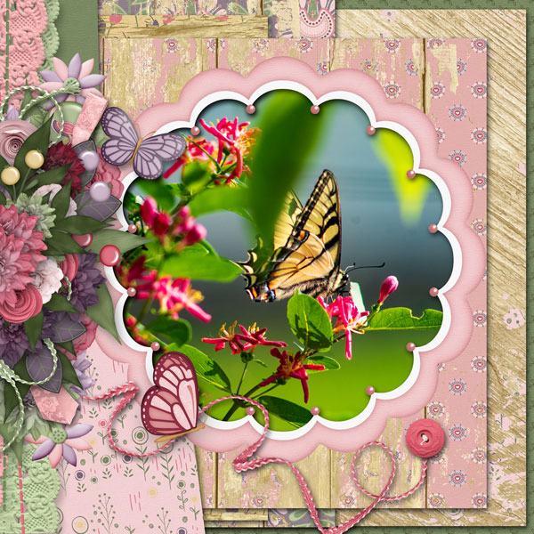 the beautiful Butterfly