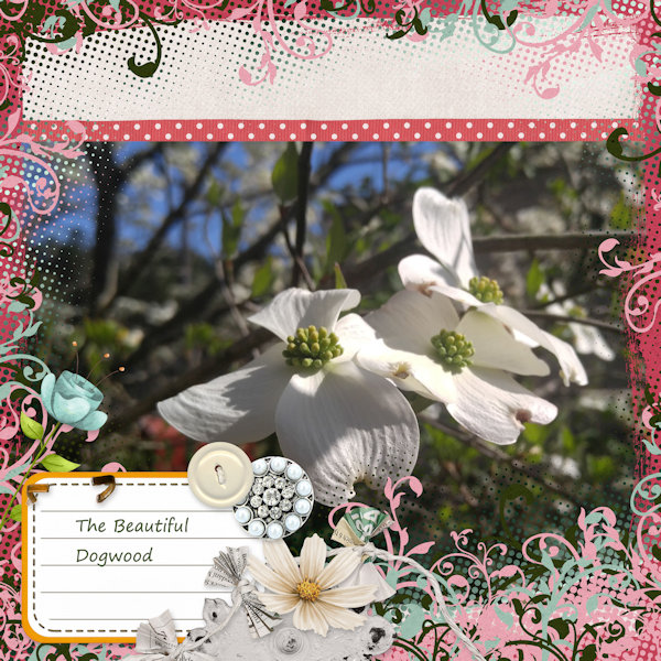 The Beautiful Dogwood