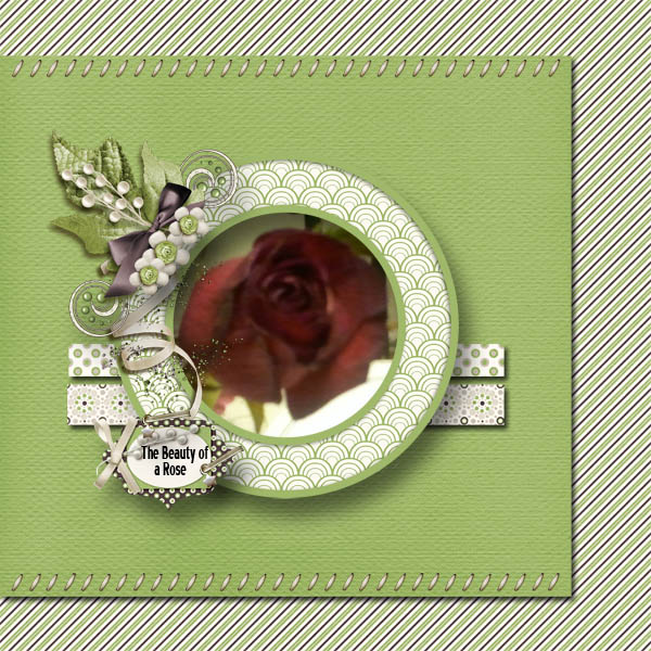 The Beauty of a Rose