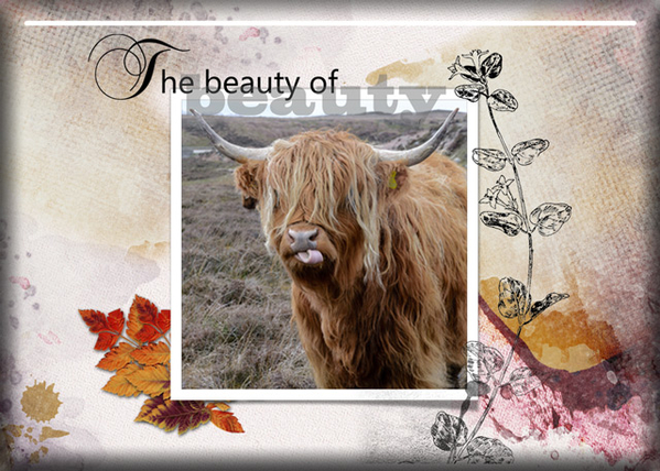 The Beauty of beauty